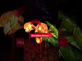 Columbus Zoo Lantern Festival on 4 Your Weekend