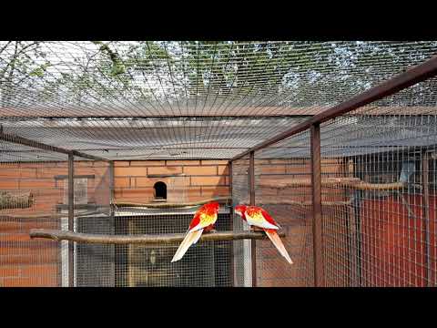 Rozelle rubino - Eastern Rosella (Platycercus eximius)