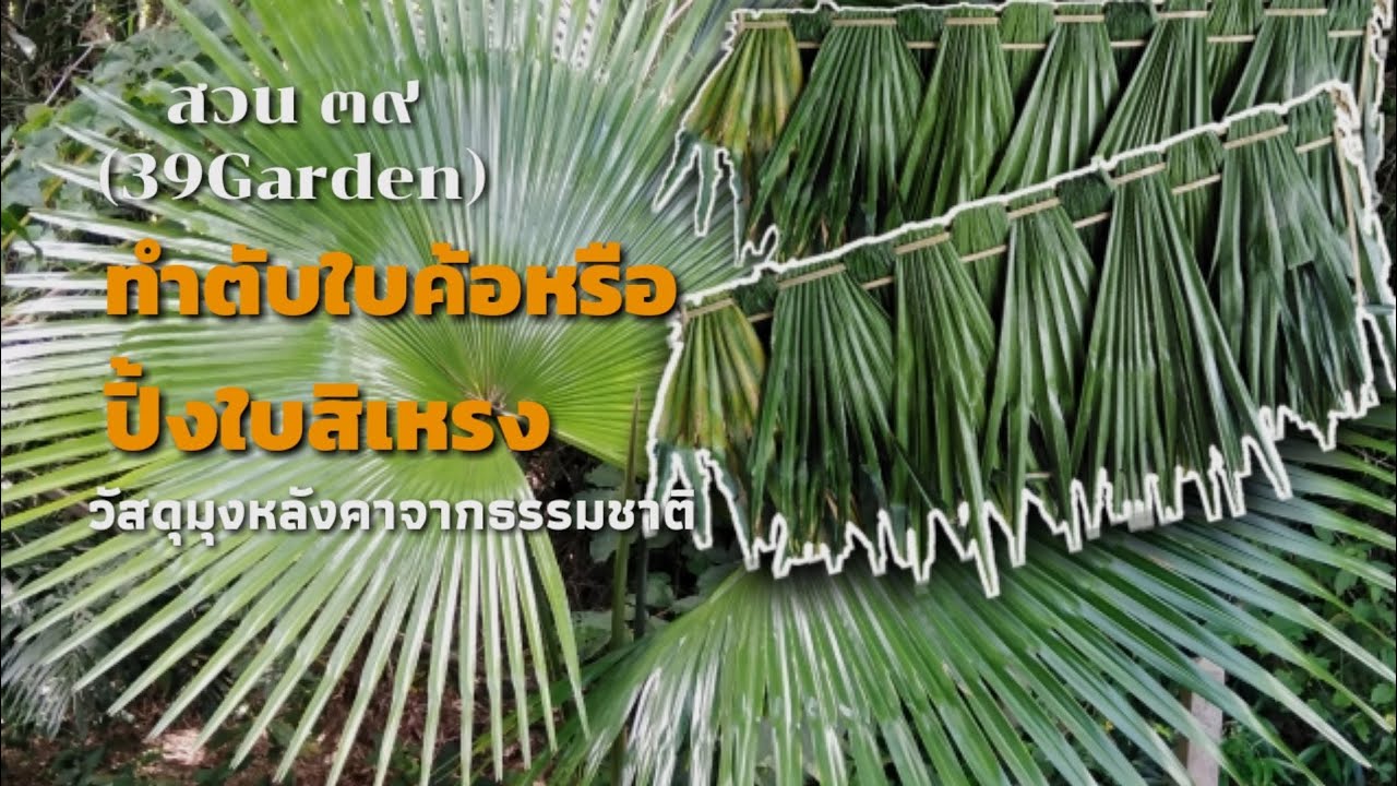 สวน๓๙​ EP2 ทำตับใบค้อไว้มุงคา, หลังคาใบค้อ