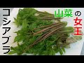 [春の山菜]山菜の女王コシアブラをガーリックバターソテーで食う！[幻の山菜]