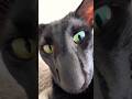 Oriental Shorthair. The most dramatic cat you’ll ever see. #cat #cats #cute
