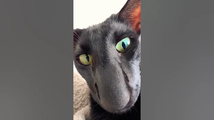 Video 11890901: oriental shorthair, catlover funnycats, cute cat