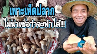 สุดยอด!!! เพาะเห็ดปลวกกินเองขึ้นเยอะออกนานมาก ชมสูตรทำหัวเชื้อเพาะ