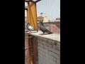 Salaray pigeons of irfan mughal lahore