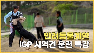 [반려동물계열] IGP 사역견 훈련 특강