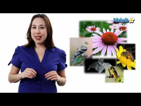 Learn Biology: Angiosperms and Pollinators