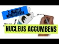 2-Minute Neuroscience: Nucleus Accumbens