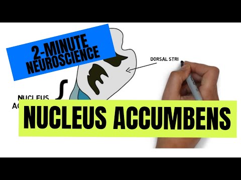 2-Minute Neuroscience: Nucleus Accumbens