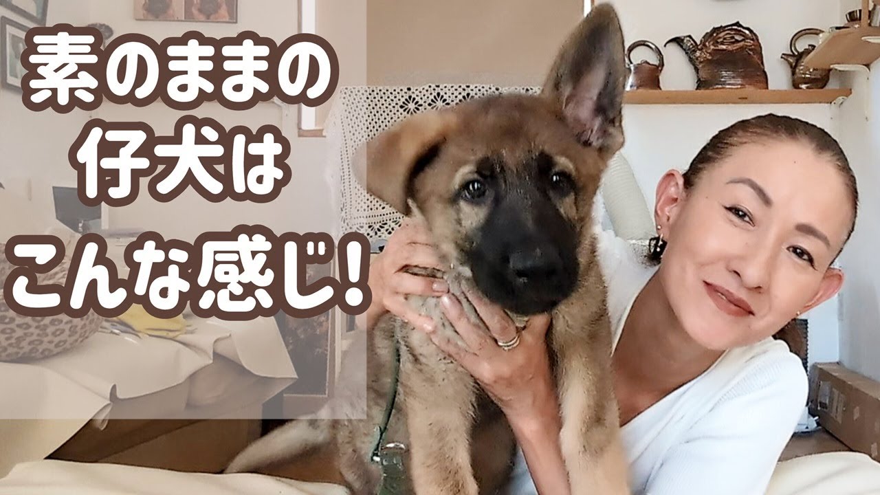 ジャーマンシェパード】家に来て一週間の様子を、ちょっと話してみまし