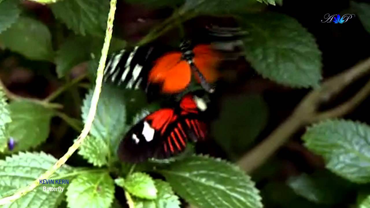 ♡ KEVIN KERN - Butterfly (relaxing, soothing music) - YouTube