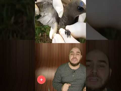 نزول طير الأبابيل من السماء الى أرض الجزائر