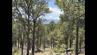 NEW LISTING: Lot 20 Dancing Hawk Drive Pecos NM 87552