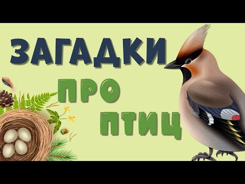 ЗАГАДКИ про ПТИЦ для детей.