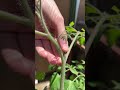 やるなら、晴れた日の方がいいですよ🏝️ #プランター菜園 #ベランダ菜園 #家庭菜園 #gardening #shorts #トマト栽培