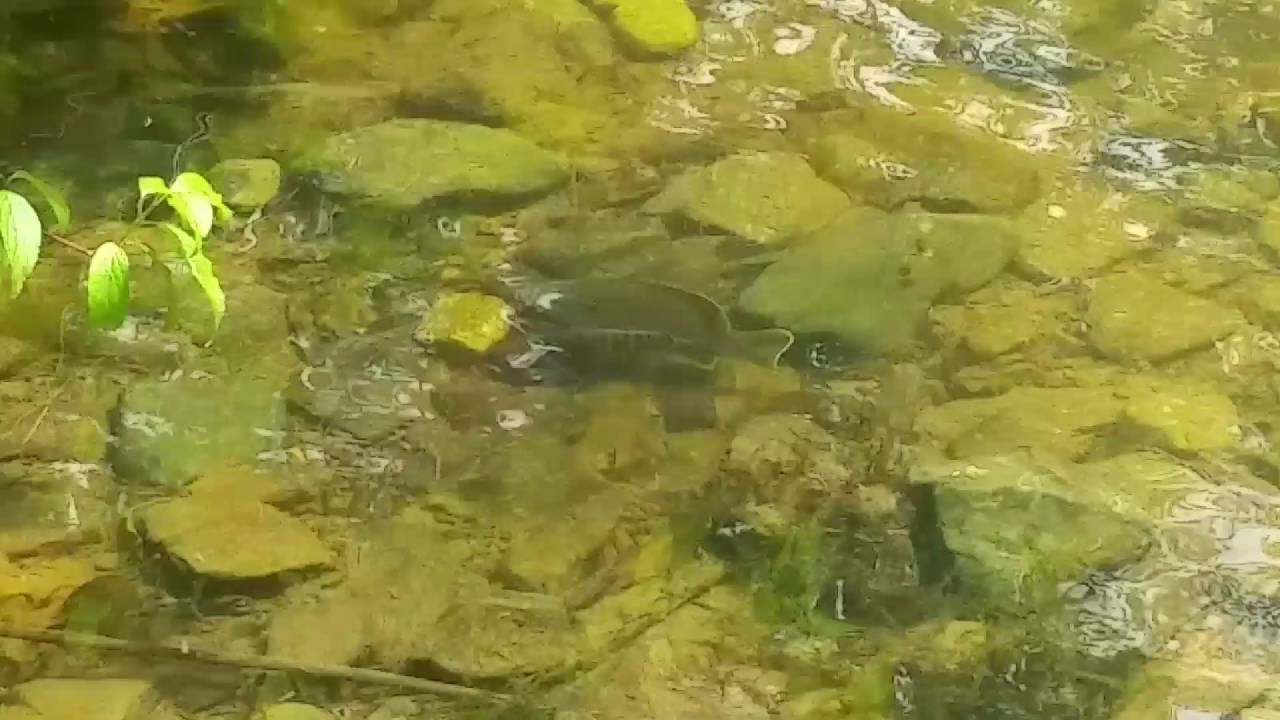 autism quotes Hillbilly fish porn