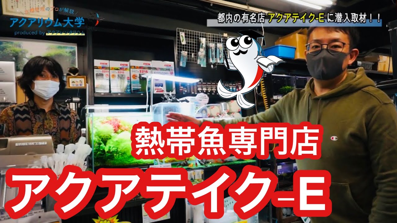 潜入取材 熱帯魚専門店アクアテイク Eさんの秘密を聞いてきた 前半 Youtube