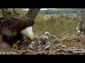 Decorah Eagles 4-29-20, 10 am DM2 delivers duck, Mom defeathers & feeds