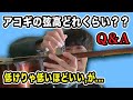 【Q&A】アコギの弦高ってどれくらい?