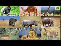 Звуки и голоса Животных Африки. Развивающее и обучающее видео для детей. Video for children