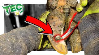 Extracting Crooked Nail From Cow's Hoof, Storm Aftermath | Tec Tv