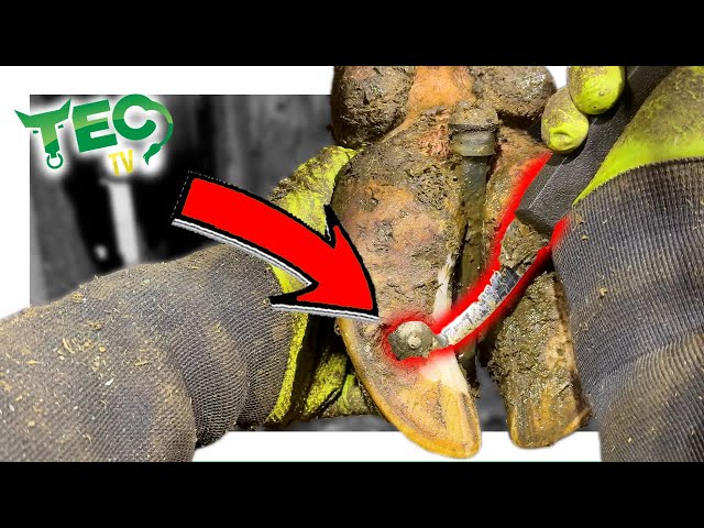UÑA DE GATO CUERNO DE VACA corrupted EXTRACTING CROOKED NAIL from COW'S Hoof, Storm Aftermath | TEC TV