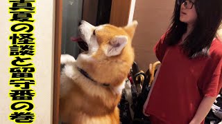 怖いお話し真夏の怪談留守番犬そらとシェパード犬マック