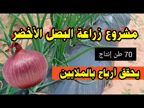 مشروع زراعي مربح زراعة البصل يحقق أرباح بالملايين في هكتار يصل إنتاج 70 طن