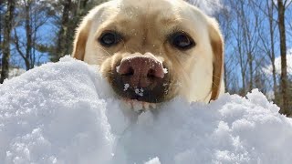 Stella, Breaker of Ice (Dog ASMR)