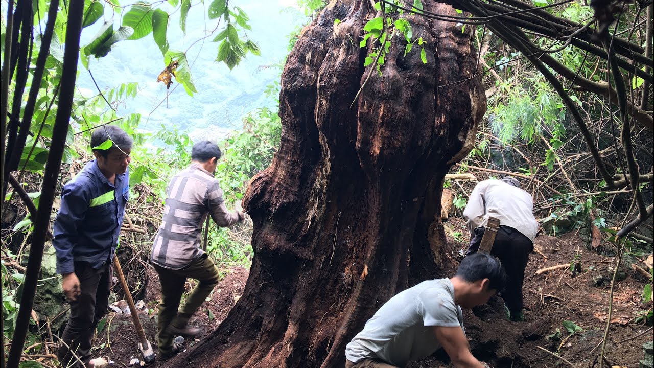 Cận cảnh khai thác gỗ lũa khủng trong tự nhiên