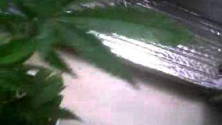 thrips pest and mildew