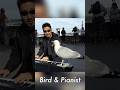 【ピアノに飛び乗る鳥】海外でストリートピアノをしていると奇跡的な瞬間がありました🕊️ A Miracle on the Piano! This seagull sat for 10 mins