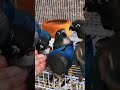 ببغاء كونيور مولينا الازرق نادر