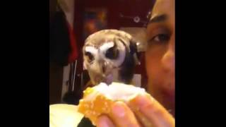 Mirtilla Assiolo Faccia Bianca E Hamburgher