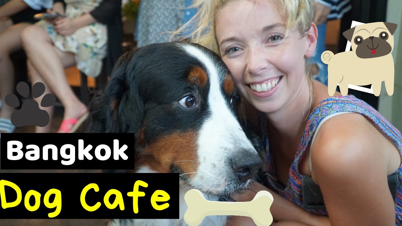 This cafe in Thailand is FULL of DOGS!