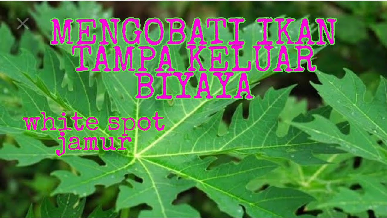 MANFAAT DAUN PEPAYA UNTUK IKAN GUPPY YANG TERKENA WHITE SPOT ATAU JAMUR