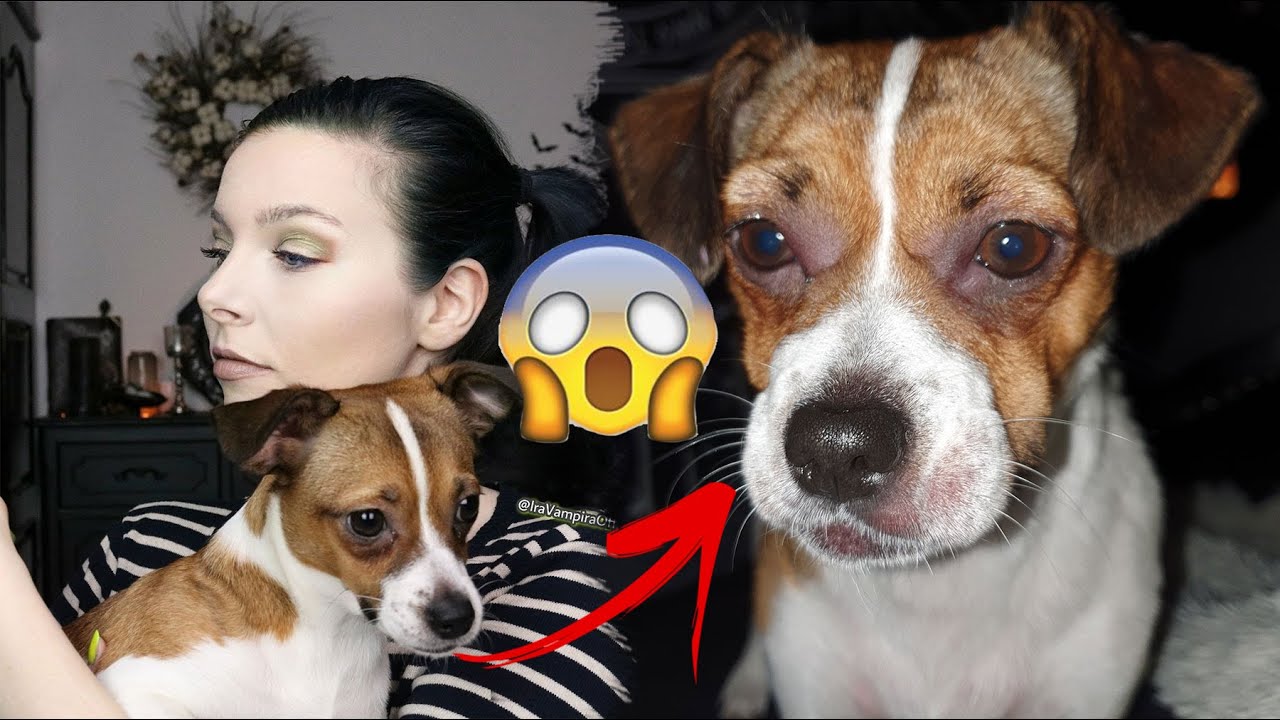 HEFTIGE allergische REAKTION UNVERTRÄGLICHKEITSTEST für meinen Hund gemacht YouTube