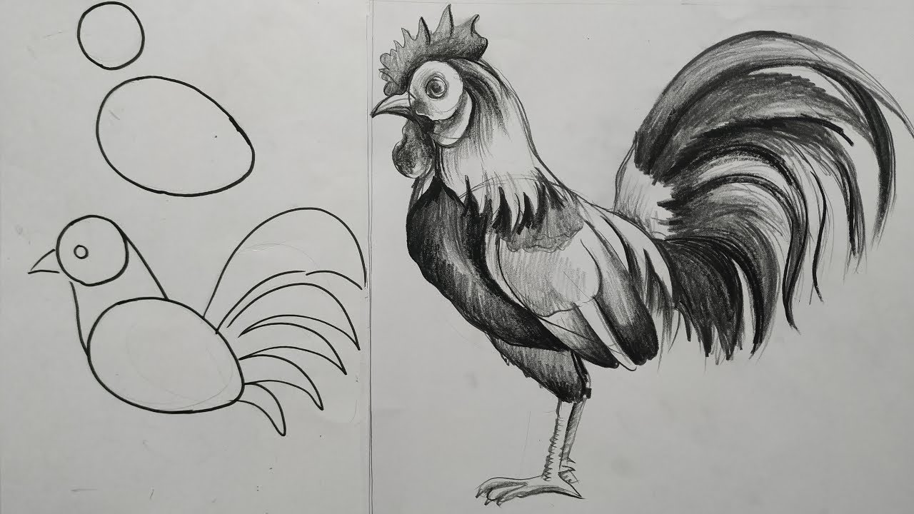 Chicken Drawing & Sketches For Kids | Pencil sketch, Drawing sketches,  Children sketch