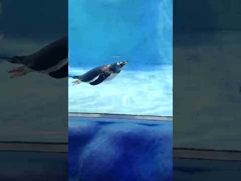 Dubai Diaries 🇦🇪 | Mini vlog – 13 | The Penguins at Dubai Aquarium #trending #viral #dubai #shorts