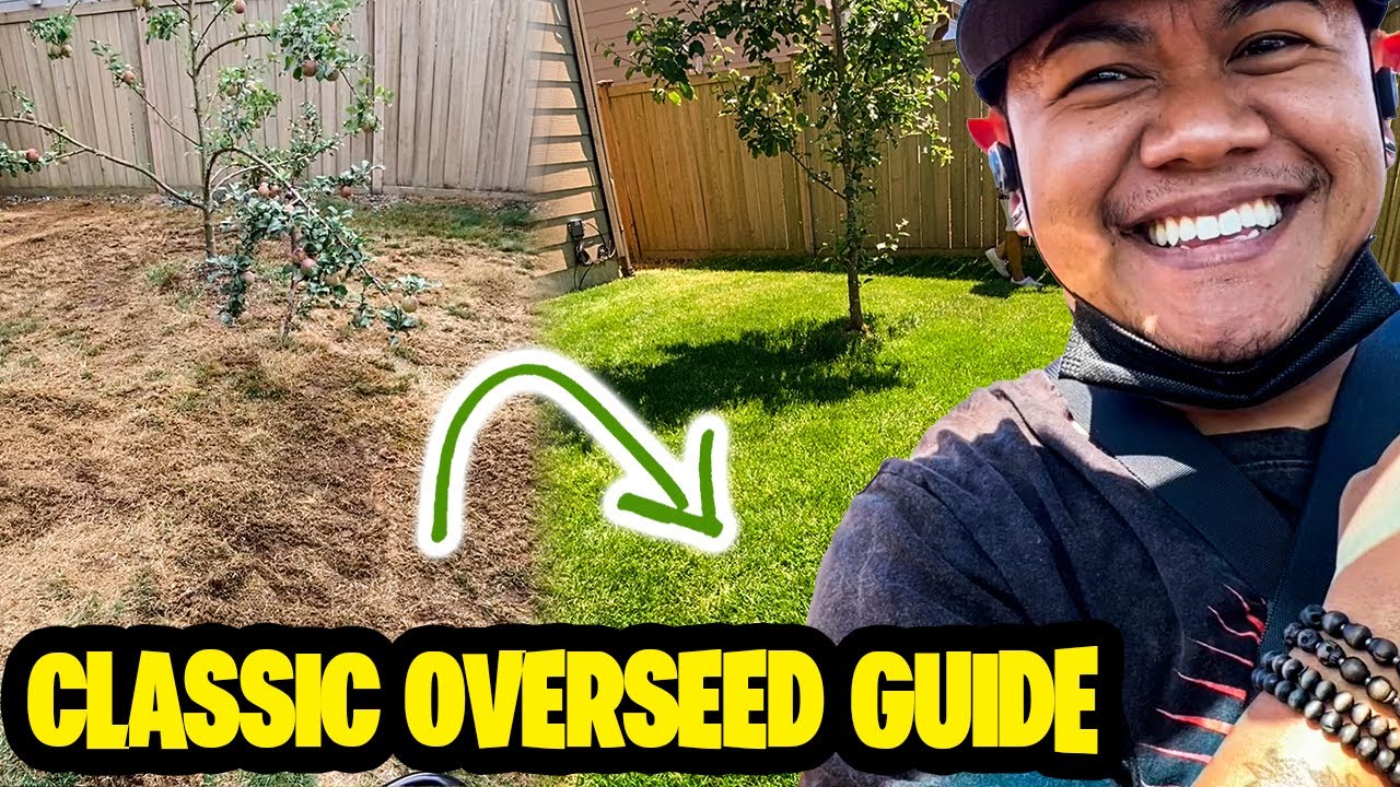 How to Overseed your lawn full process before and after results! - YouTube