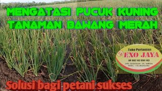 How to deal with yellow onion shoots