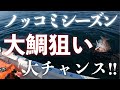 【瀬戸内】ノッコミシーズンは1番大鯛が狙える時期！！【エボシ340 辻堂加工】