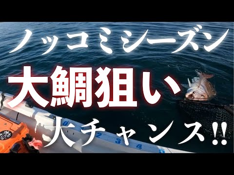 【瀬戸内】ノッコミシーズンは1番大鯛が狙える時期！！【エボシ340 辻堂加工】のサムネイル