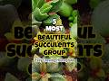 Most beautiful succulents  best succulents for home homesucculents shorts plantdecor