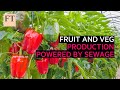 The greenhouses powered by sewage | FT Food Revolution