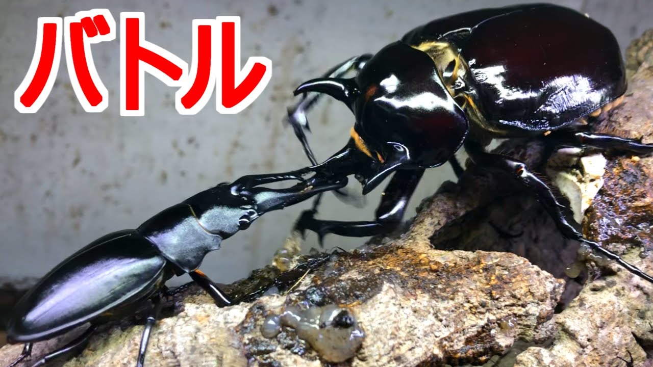 マルスゾウカブトvsギラファノコギリクワガタ - YouTube