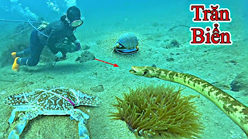 Phát Hiện Bất Ngờ Ở Gò Dưới Vùng Nước Sâu Gặp Ghẹ Ốc Tỏi Sò Dương | P 491