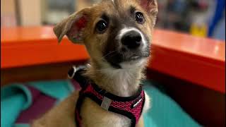 Nine Shepskies Rescue 2022