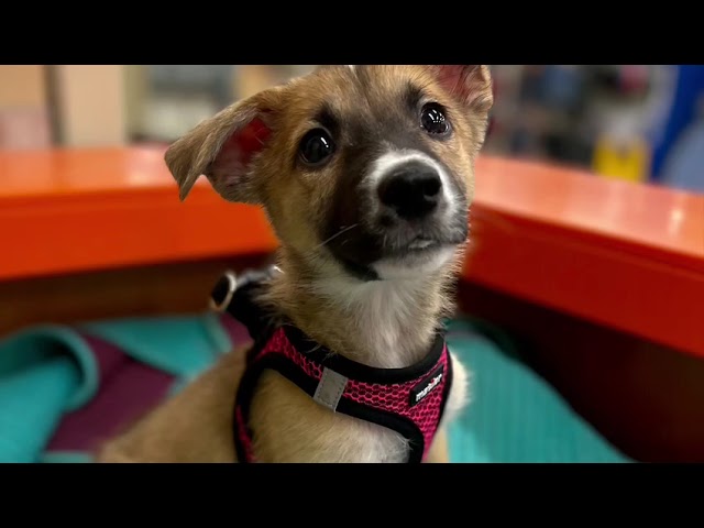 Nine Shepskies Rescue 2022