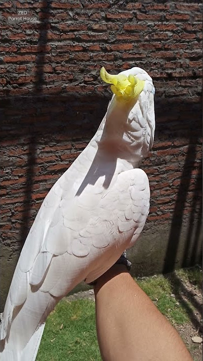 Suara burung Kakatua Triton