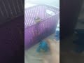 R.A.M. airplane